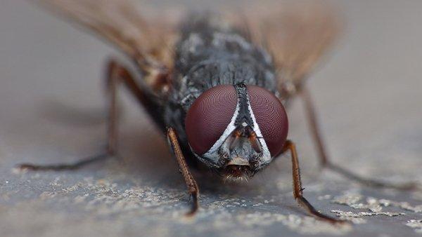 house fly on a kitcken counter