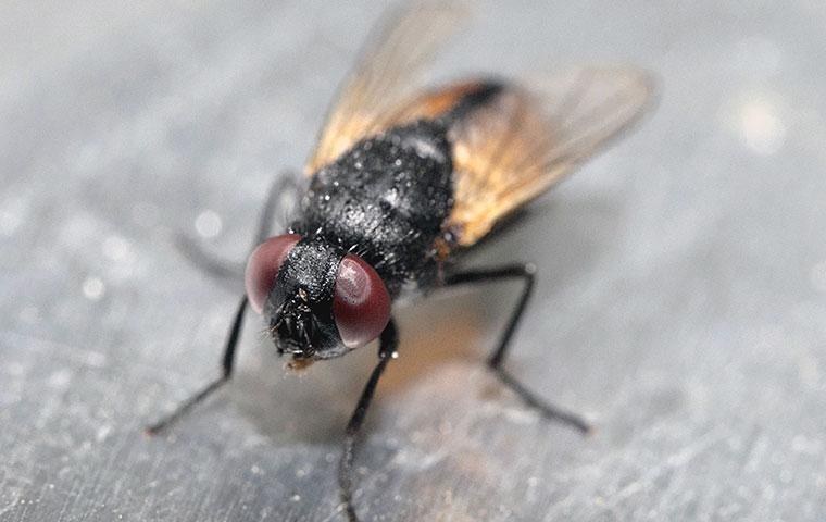 house fly on metal