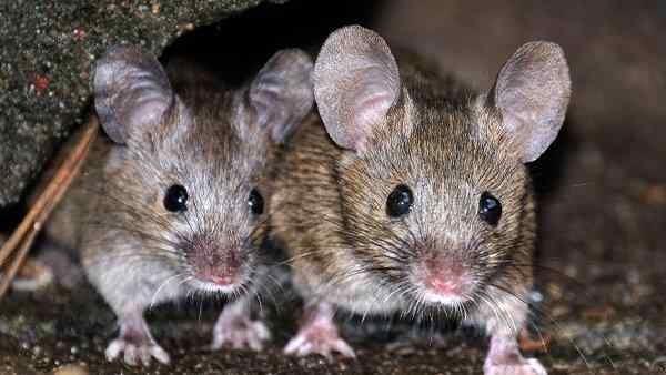 house mice crawling in a basement