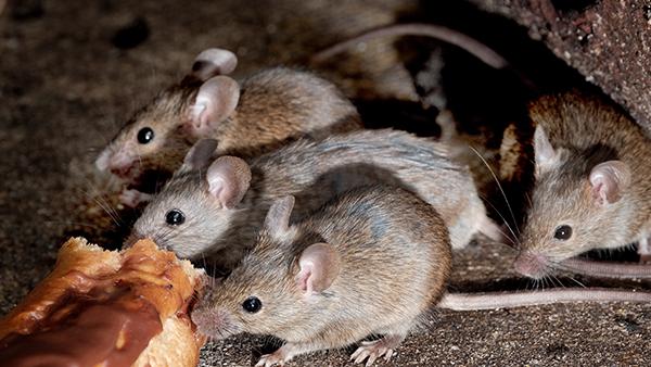 house mice eating in a kitchen