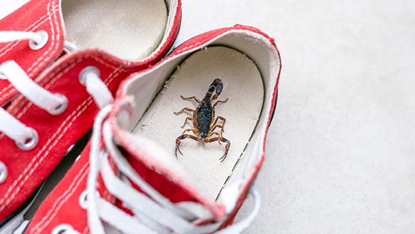 house scorpion in shoe
