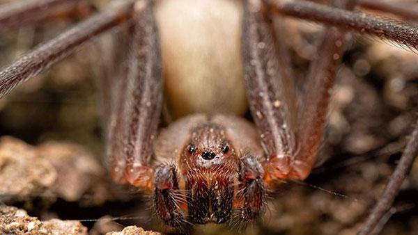 house spider up close