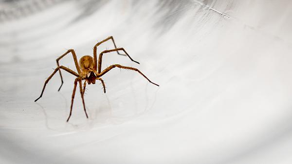 house spider crawling on a kitchen counter