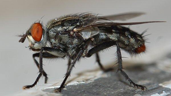 a house fly in a dallas home