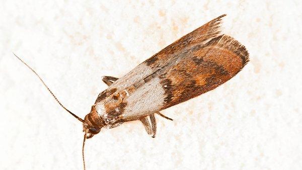 indian meal moth crawling on food container
