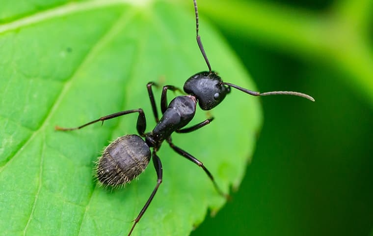 black ant up close
