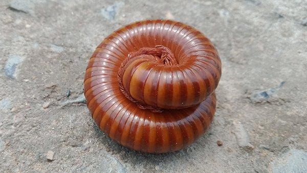 millipede curled up on a patio