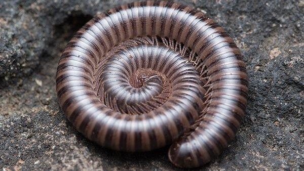 millipede curled up on a rock