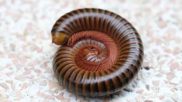 a millipede curled up on a basement floor
