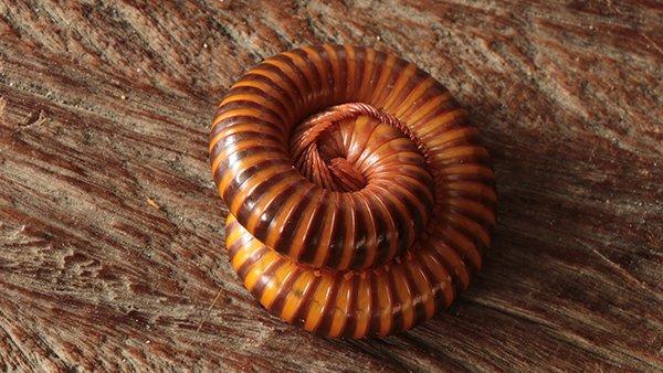 a millipede curled up on stone