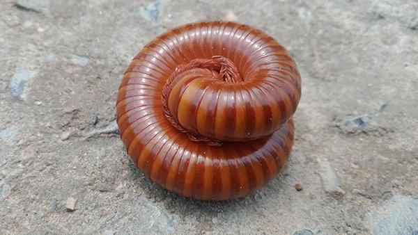 a millipede all curled up in a bathroom