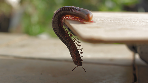 up close image of a millipede hanging off of a table