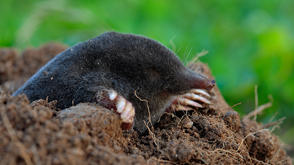 mole coming out of hole