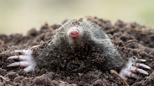 a mole showing its head from digging in the ground
