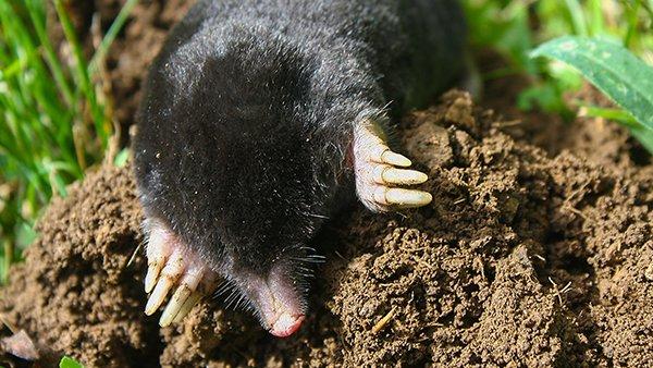 a mole digging up a lawn