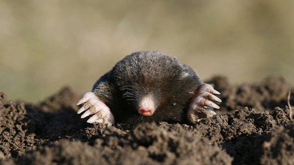 a mole burrowing out od the ground
