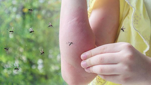 mosquitoes biting human skin