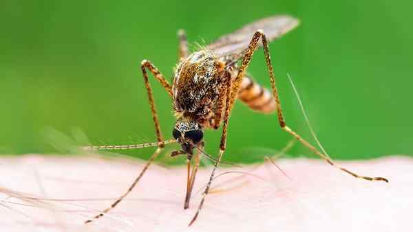 mosquito bitting a residents skin