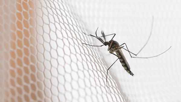 mosquito on screen