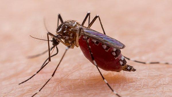 Blog - Why Do Dallas Mosquitoes Need Blood?