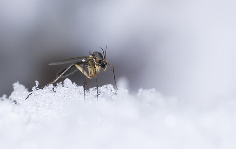 mosquito in snow