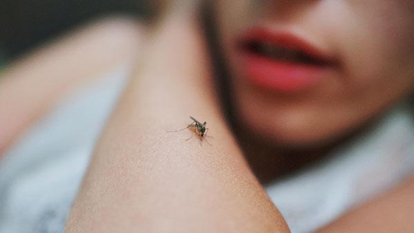 a mosquito on a human arm