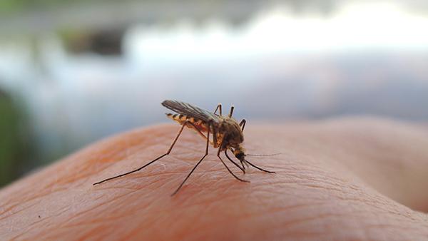 a mosquito landing on someones hand