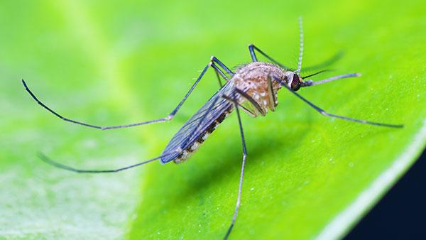 mosquito on a leaf outside
