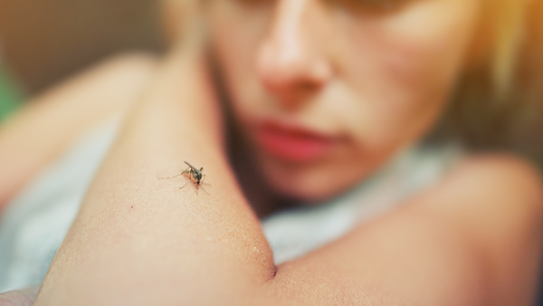 mosquito on persons arm