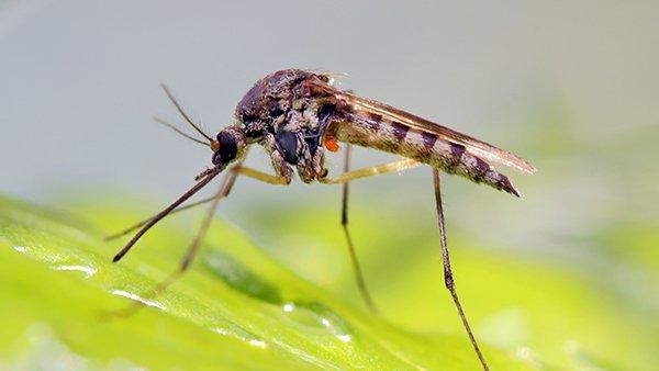 a mosquito perched on a green leaf