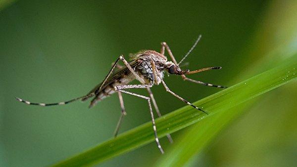 mosquito perched on grass