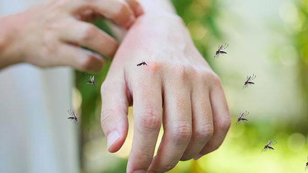 mosquitoes biting hand