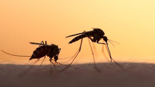 two mosquitoes biting