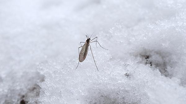 a mosquito on a pile of snow
