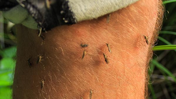 mosquitos on a mans leg