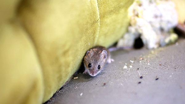 a mouse eating through a couch