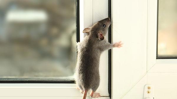 mouse inside home on glass window