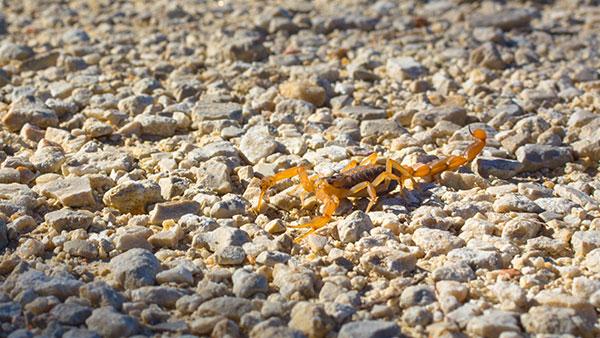 camoflauged scorpions in the pebbles