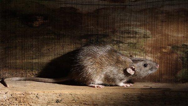 a norwegian rat in a home basement