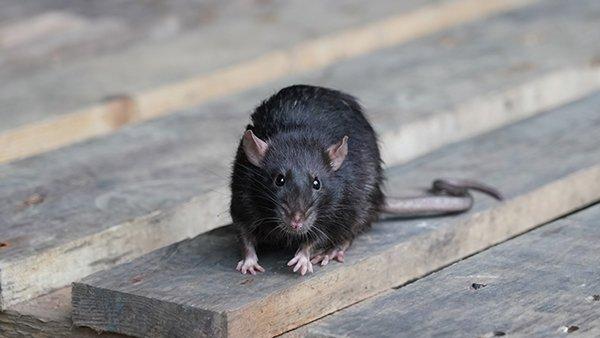 Blog How Do I Know If It S Rats In My Plano Home