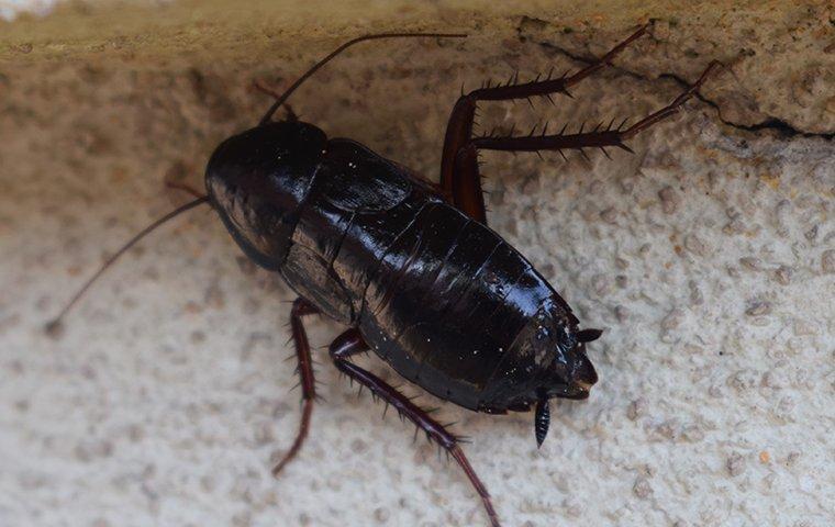 an oriental cockroach crawling in a home