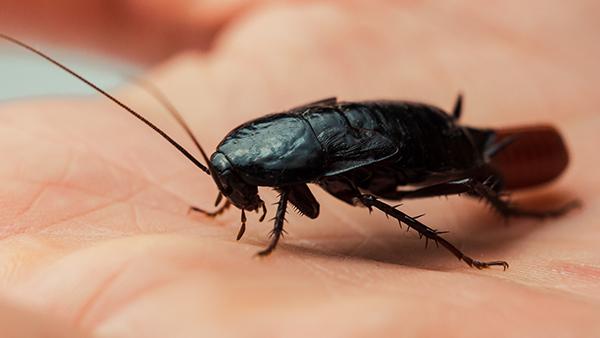 oriental cockroach on hand