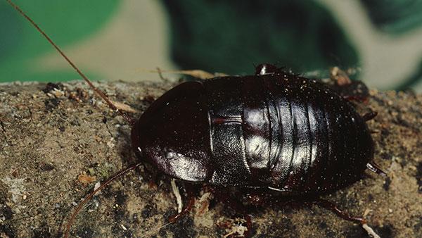 oriental cockroach on a branch