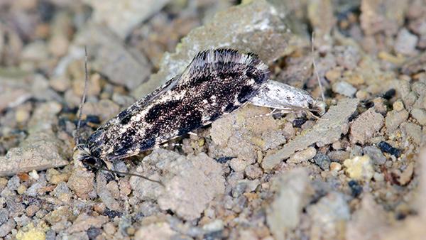 pantry moths on gravel