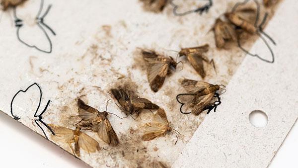 pantry moths stuck to paper
