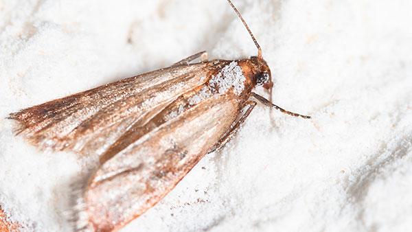 close up of moth