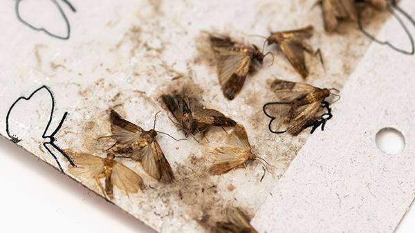 dead pantry moths
