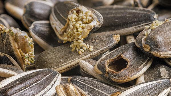 pantry pests in sunflower seeds