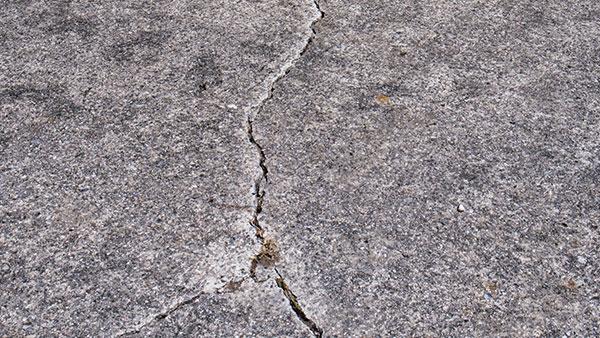 pavement ants in a driveway