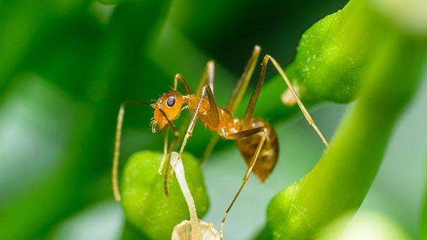 a pharoh ant crawling on plants